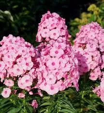 Флокс метельчатый Хербствальцер d15 ХР 