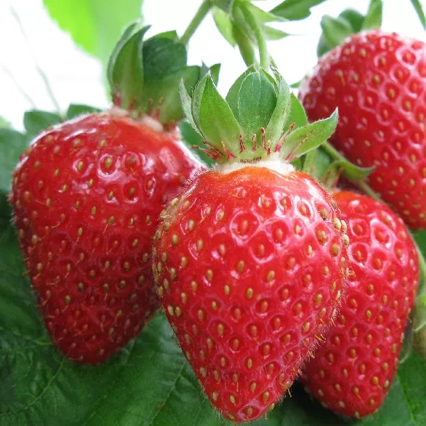 Земляника садовая ремонтантная Баунти d11 Tim 