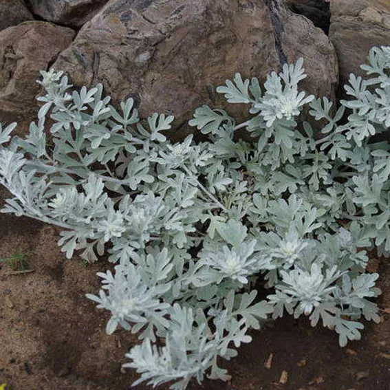 Полынь стеллера Сильвер Брокад d10 Lav 