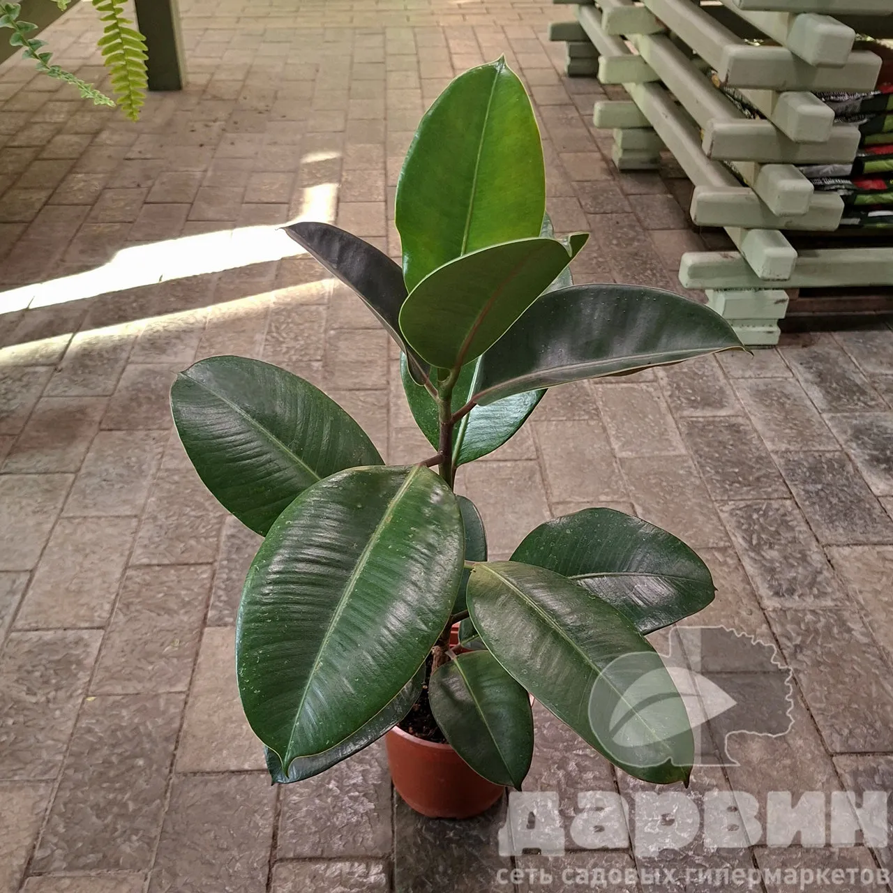 Фикус эластика Робуста d12 h25-30 Tim 