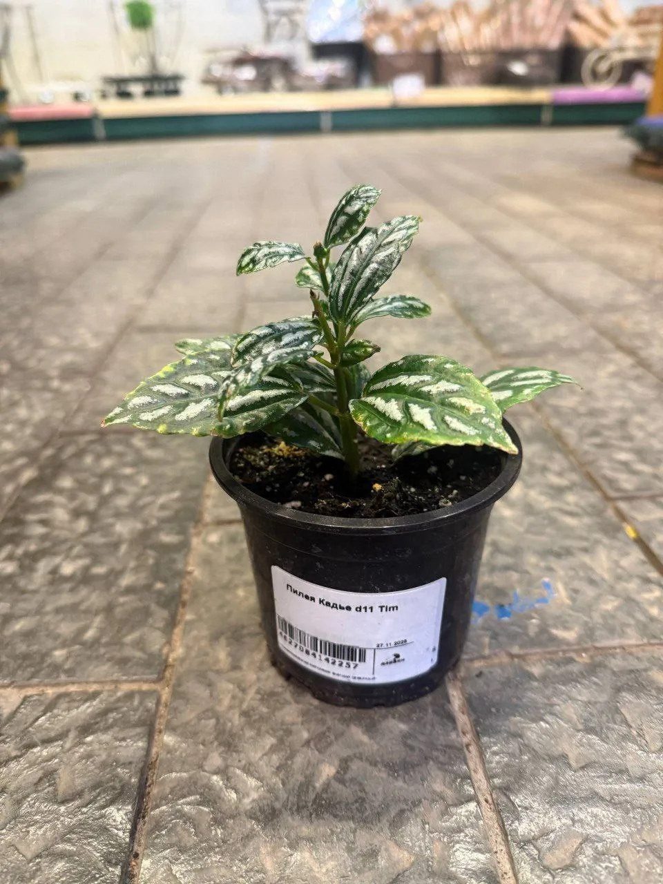 Пилея Кадье d11 Tim 