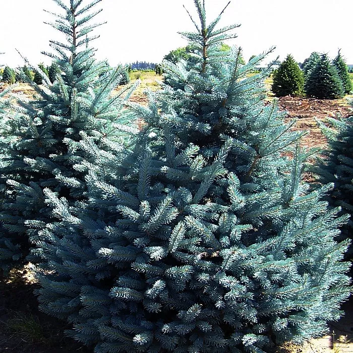 Ель колючая Fat Albert c10 40-60 Lt 