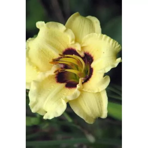 Лилейник Силоам Дудлбаг v2 Tim 