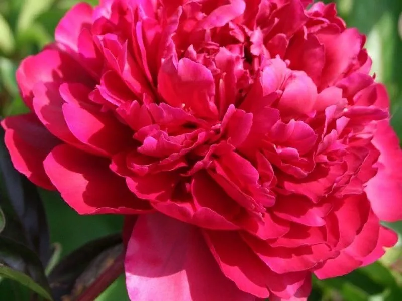 Пион Ричез энд Флейм v5 Lav 