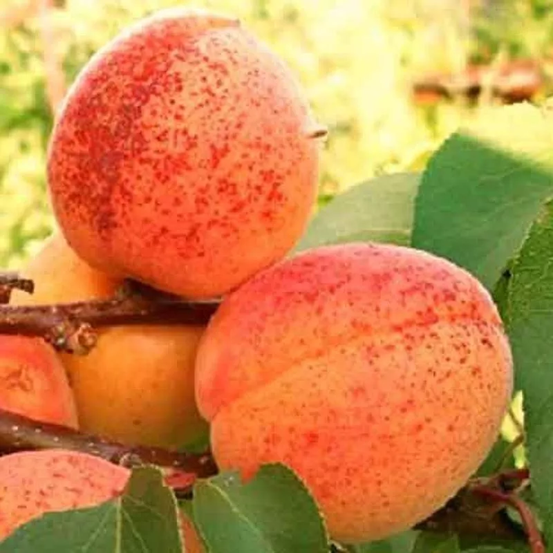 Абрикос Монастырский v7/10 120-140 Tim 