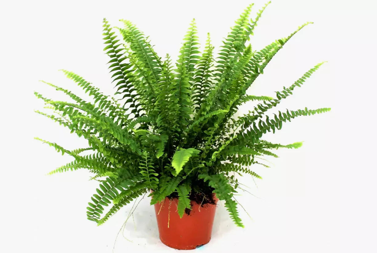 Нефролепис Грин Леди d17 h40 