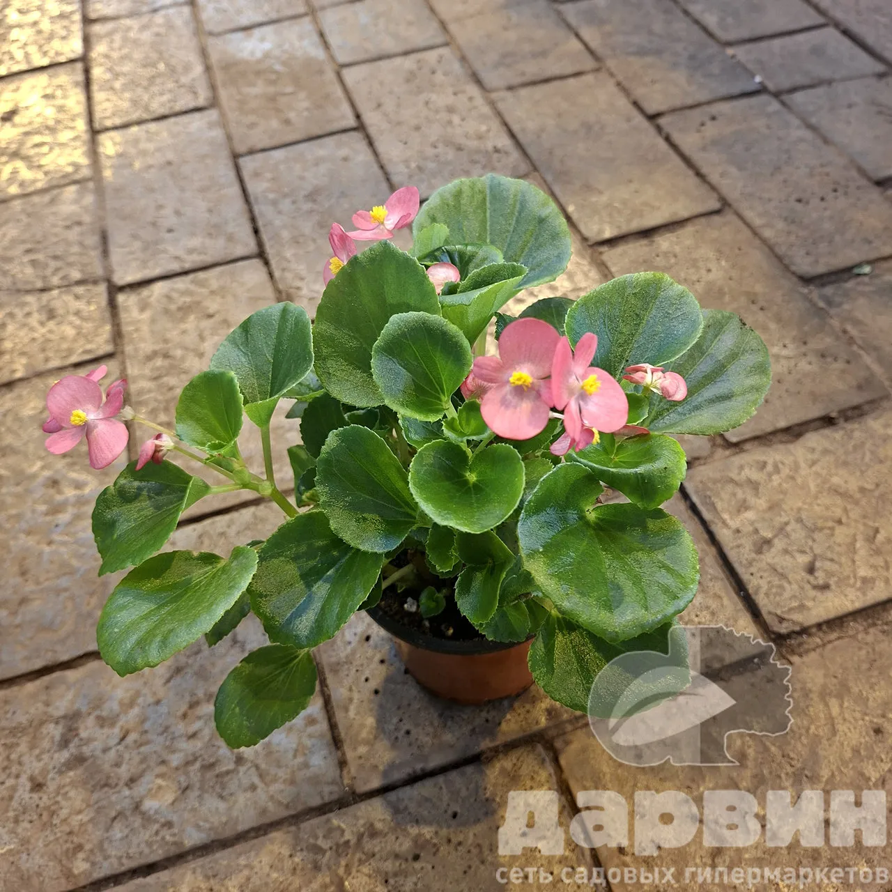 Бегония вечноцветущая д12 тим marked