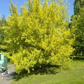 Клен ясенелистный Одессанум 120-160см 