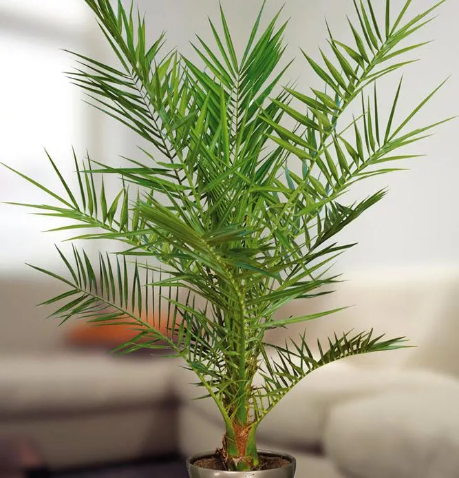 Финик Канарский d18 h85 