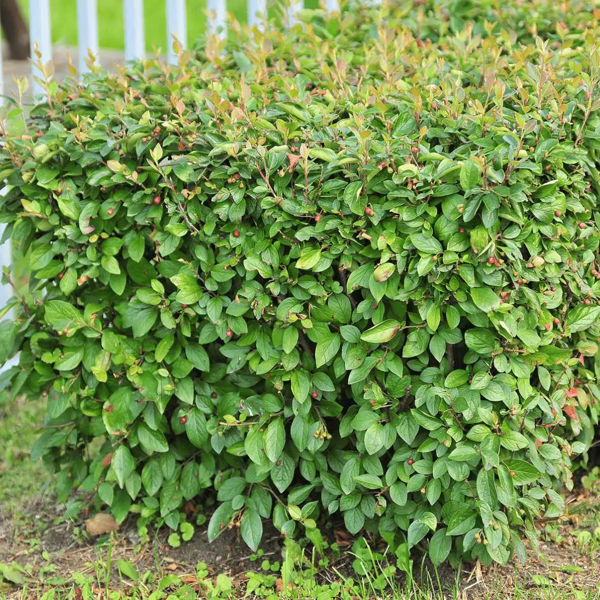 Кизильник блестящий