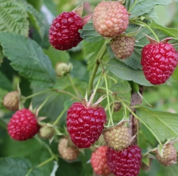 Малина ремонтантная Энросадира красн. в коробке Tim 