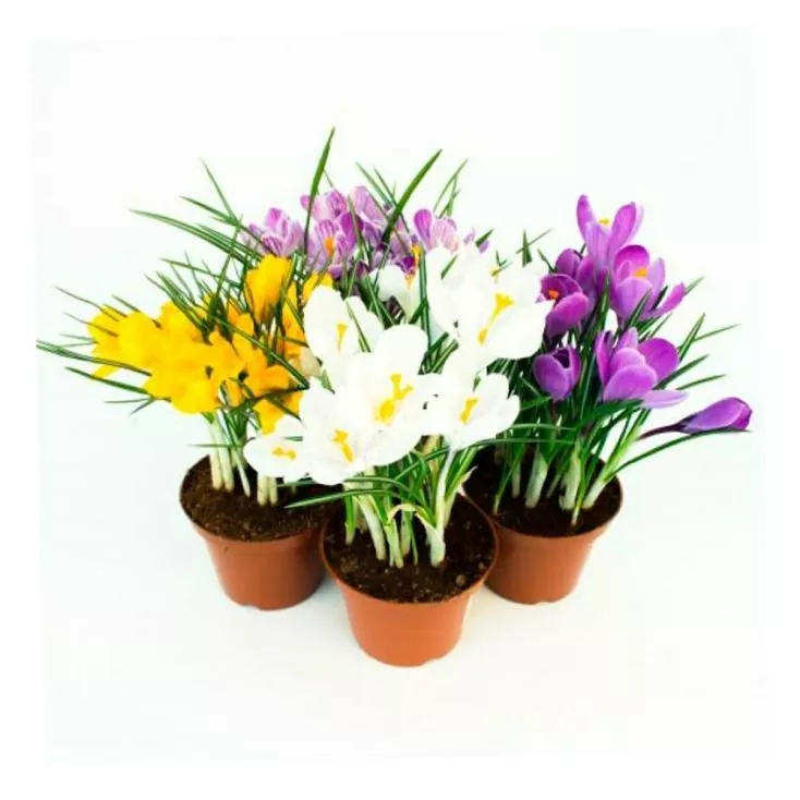 Крокус смесь, 5 лук. D10 