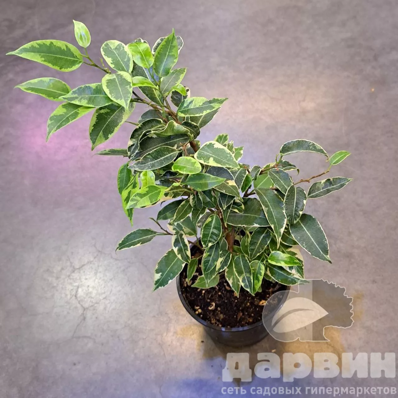 Кинки фикус ватермарка