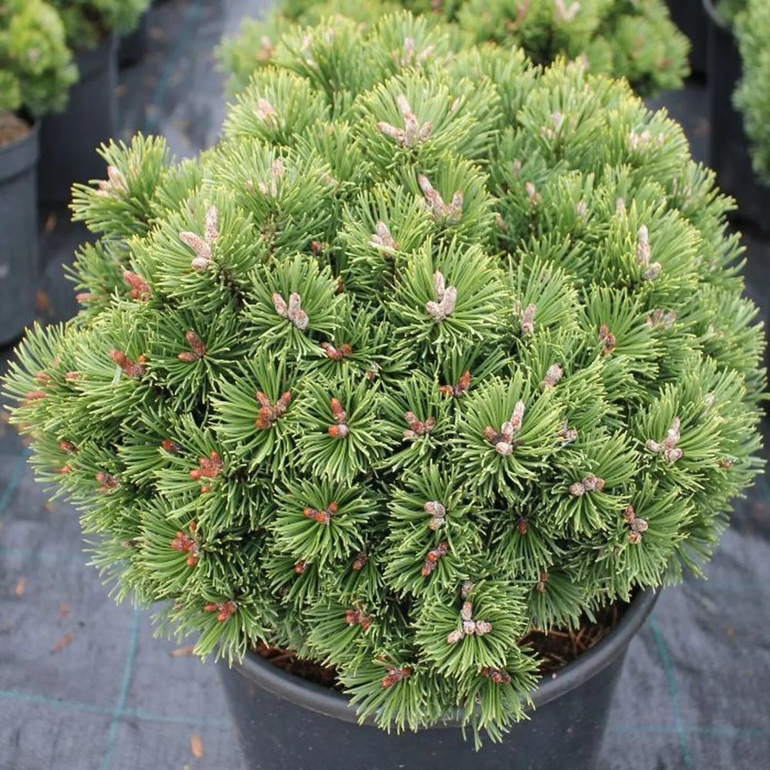 Сосна горная Шервуд Компакт v5 15-20 