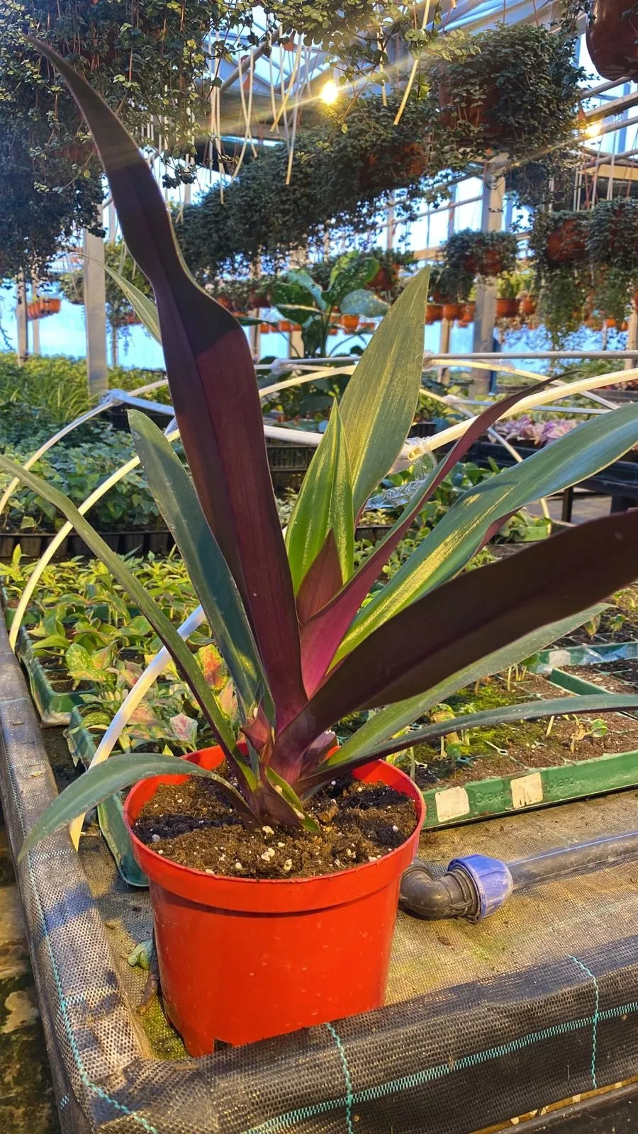 Традесканция покрывальчатая (Рео) d17 h30-40 Tim 