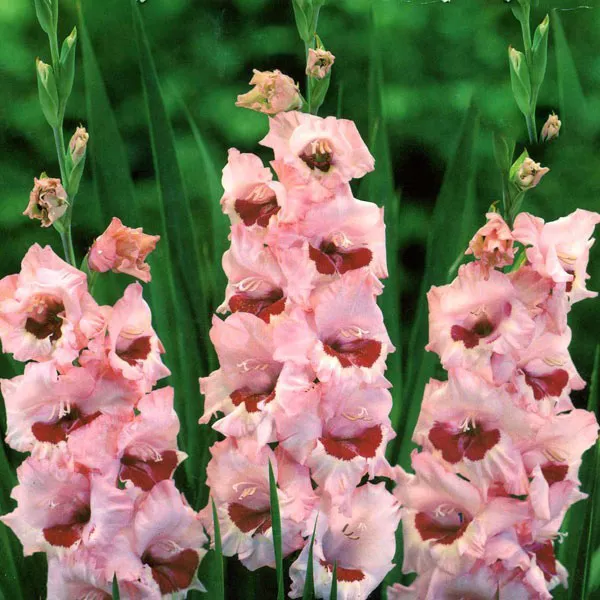 Луковица НВМ Гладиолус Вайн энд Роузес 10/12 5шт 