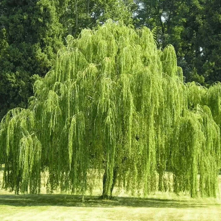 Ива вавилонская v5 Lav 
