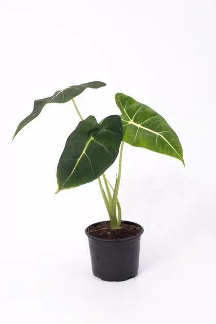 Алоказия d10 ЯР 