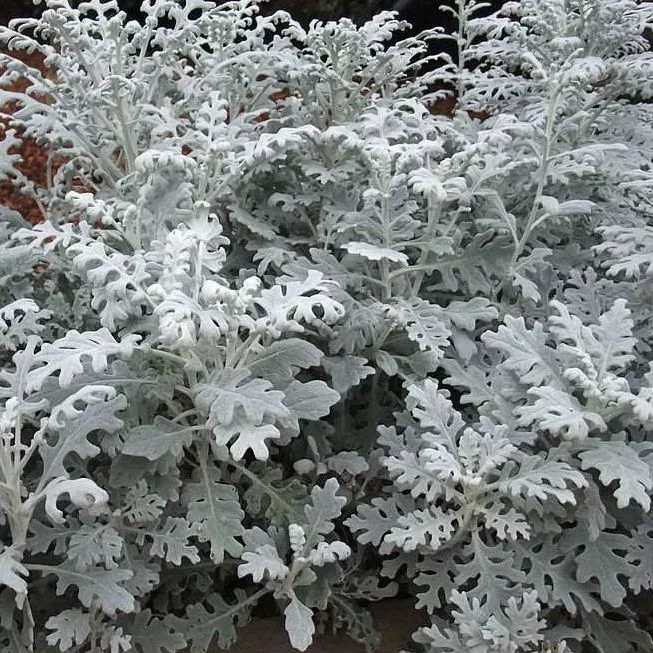 Цинерария в ассортименте кассета 6шт Цм 