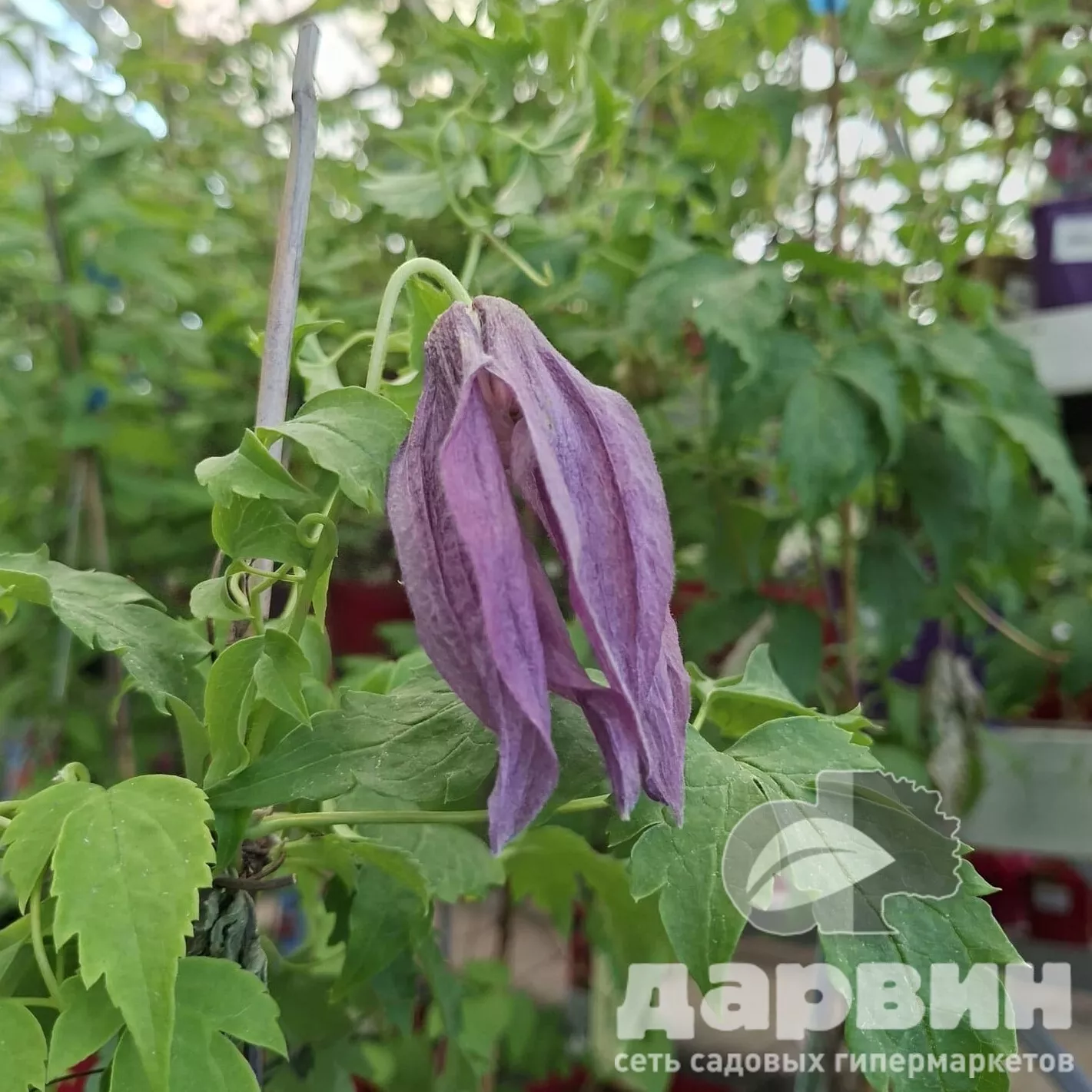 Клематис Виолет Лампион v2 CL 