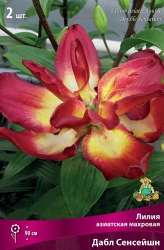 Луковица Лилия азиатская махровая Дабл Сенсейшн 2шт Поиск 