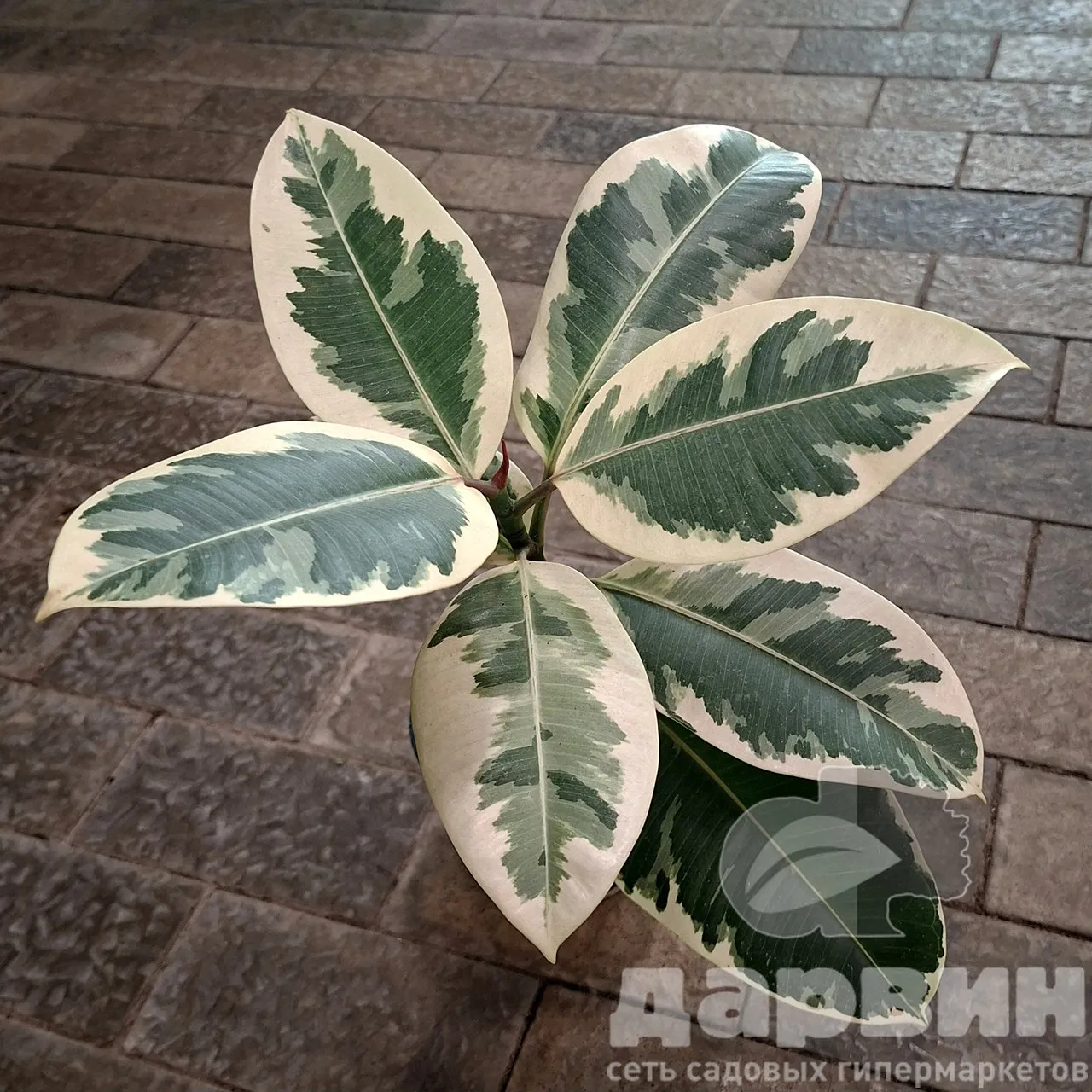 Фикус эластика Тинеке d15 h40 Tim 