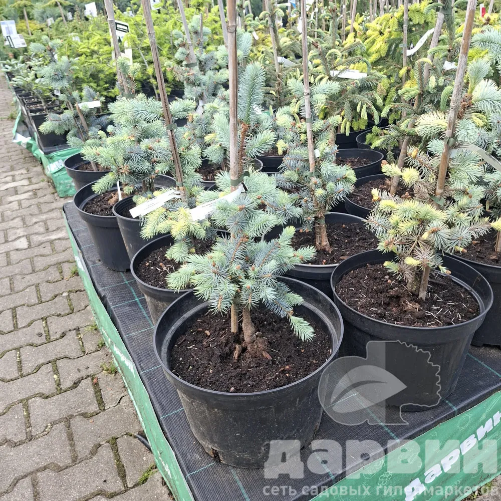 Ель колючая Эдит 40-50 cm met kluit Mt 