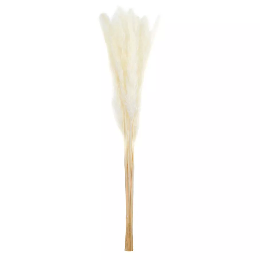 Сухоцветы Пампасная трава мини набор 15шт 60-70см, белый по цене 