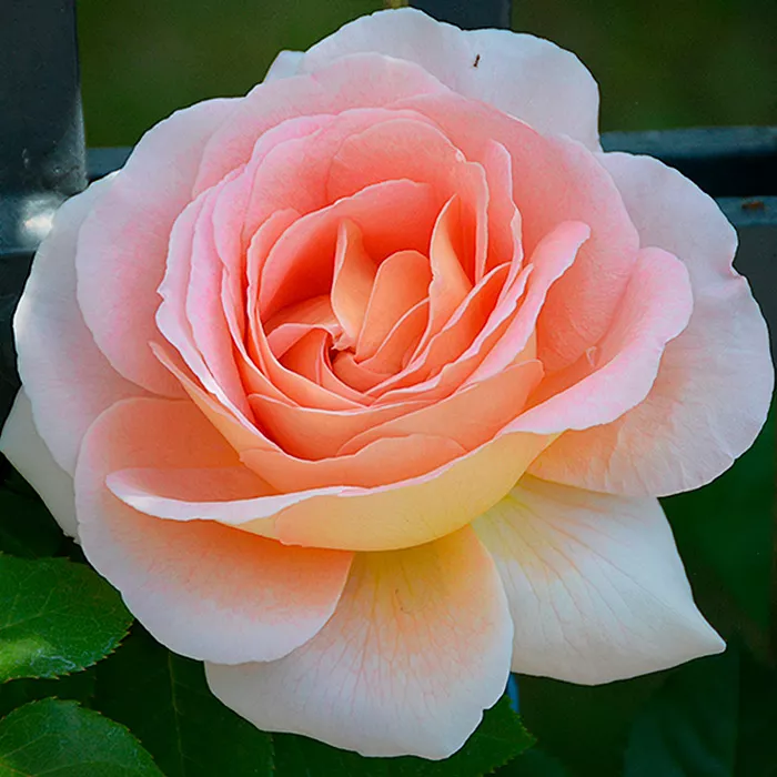 Роза чайно-гибридная Тесс Пинк в коробке ZP 