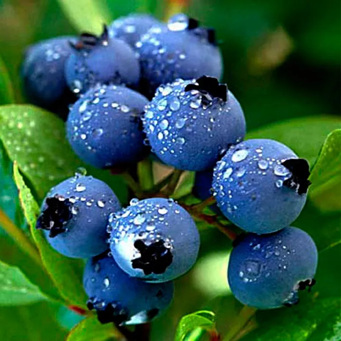 Голубика садовая Норд Кантри P9 