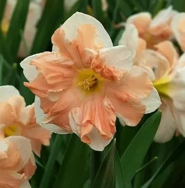 Луковица Нарцисс Мэйли 12-14, 5 шт/уп 