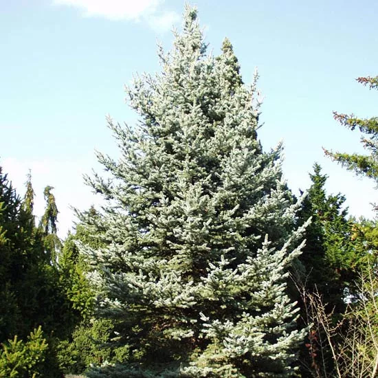 Растение ель колючая Изели фокстеил С12/80-100 