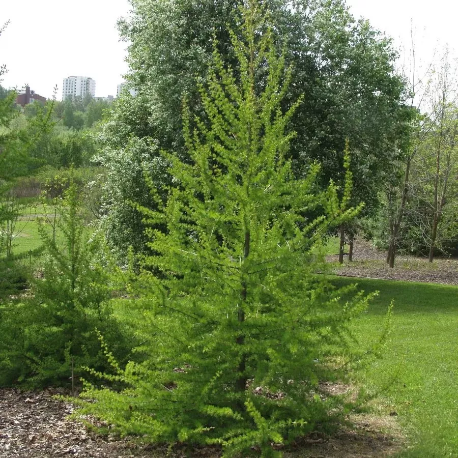 Лиственница европейская v5 Lav 