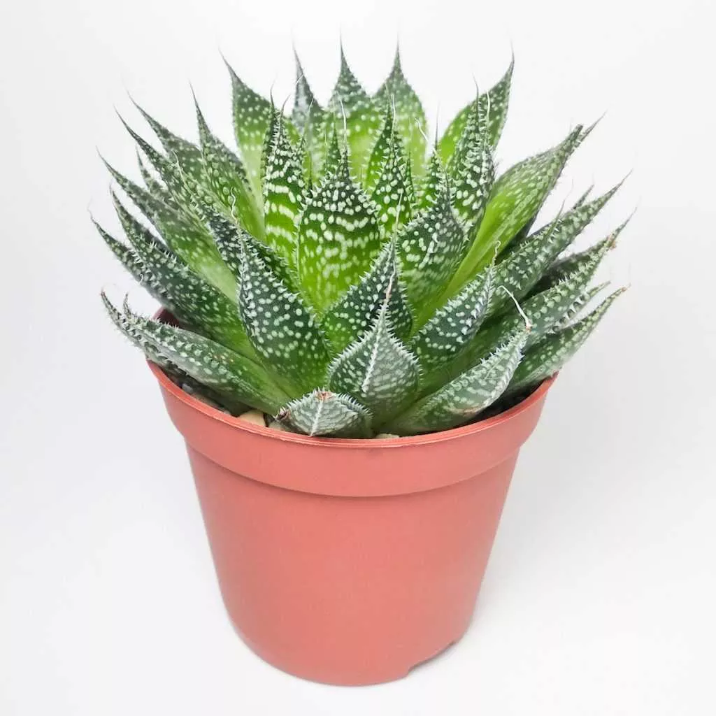 Алоэ Аристата d9 h15 