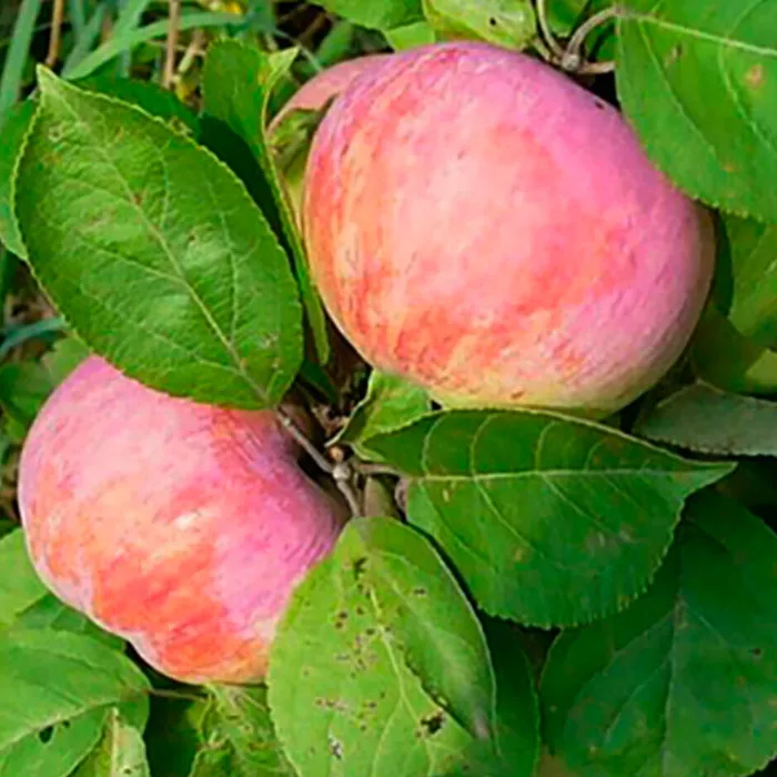  Яблоня Орловим С7,5 ЦО 