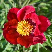 Пион травянистый Ёрли Скаут (в тубе) 