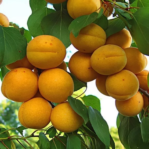 Абрикос Компотный 3-х летка Tim 