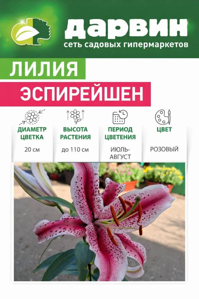 лилия эспирейшен фш