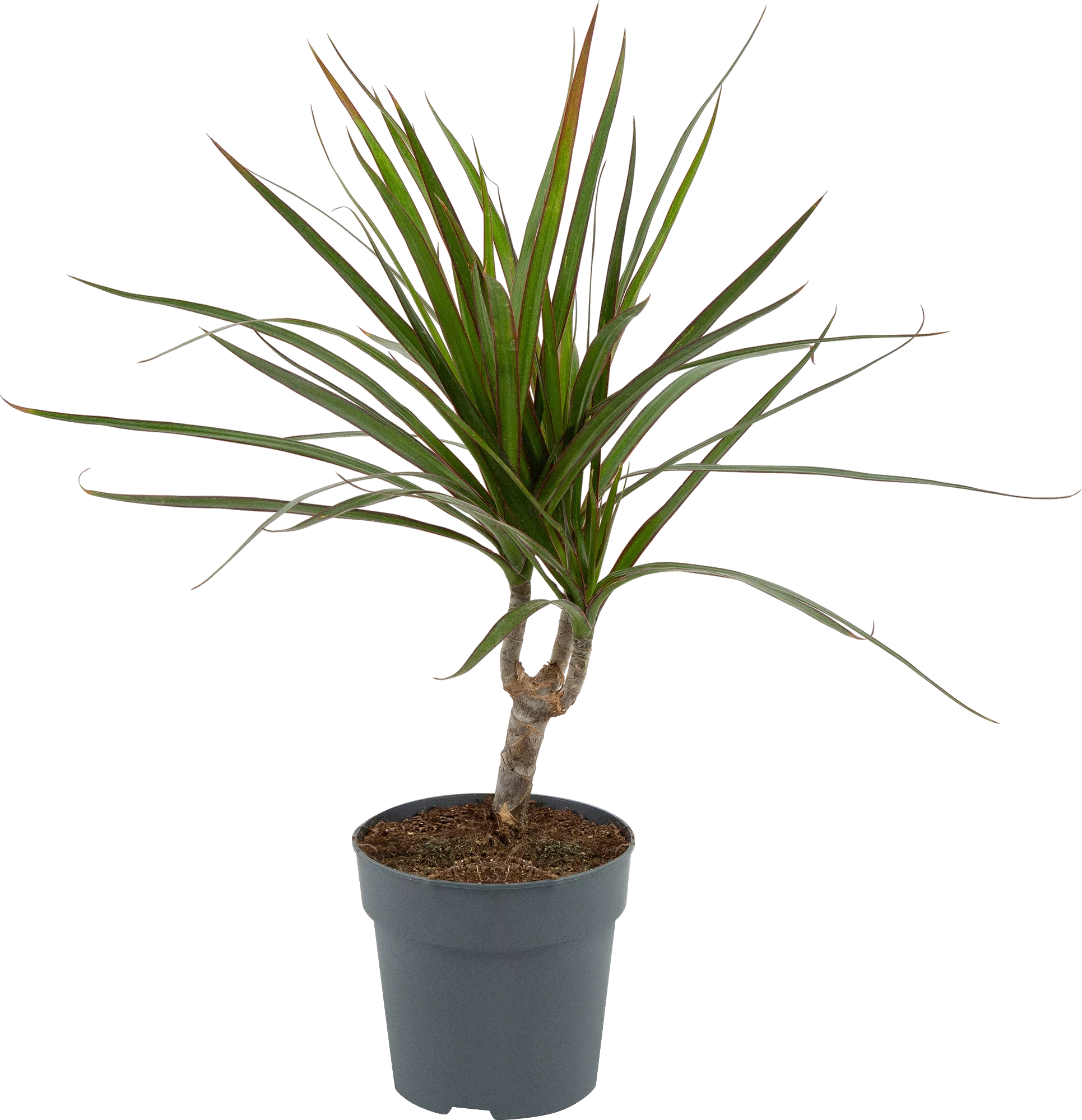 ОсновноеИзображение