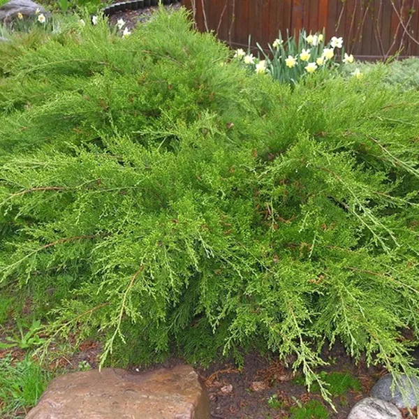 Можжевельник средний Минт Джулеп v7,5 Nik 