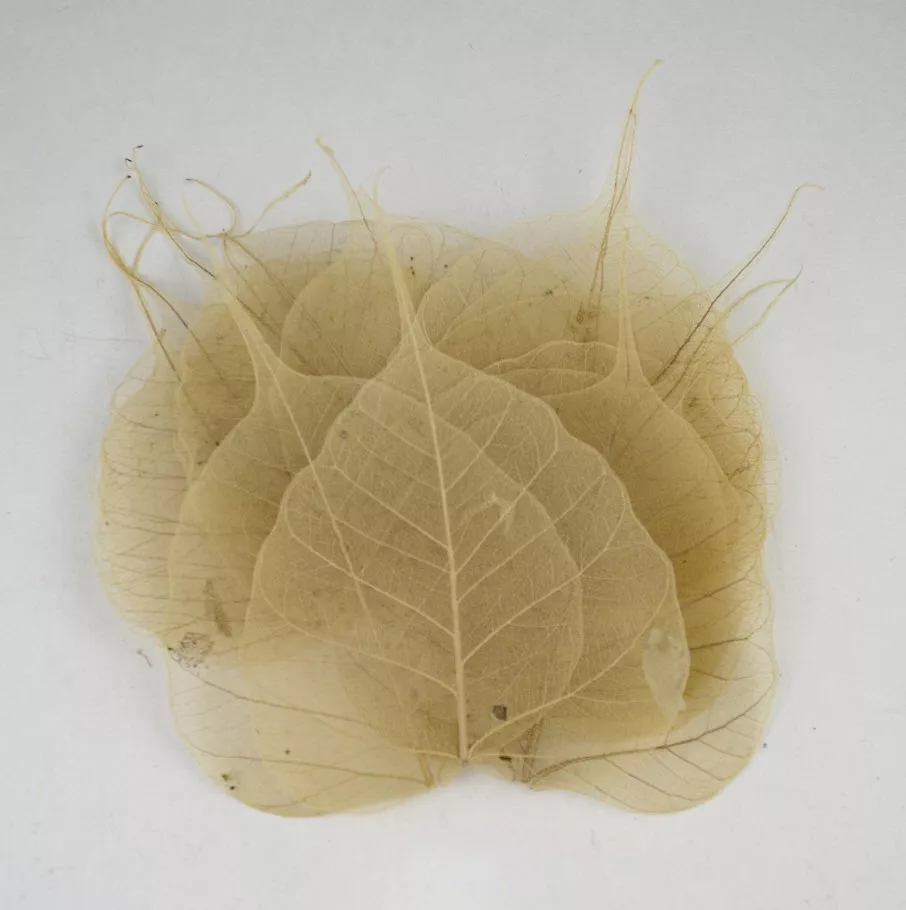Сухоцветы Листья скелетированные набор 50шт, натуральный по цене 