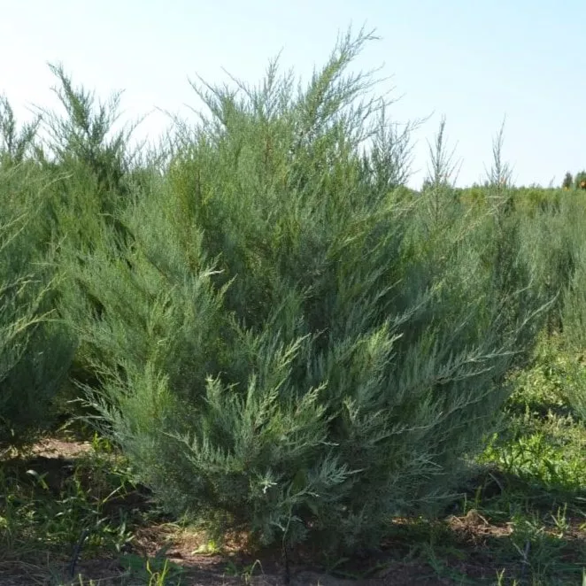 Можжевельник виргинский Бурки C10/15 120-140 Bor 