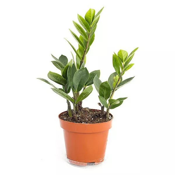 Замиокулькас d12 h 45 