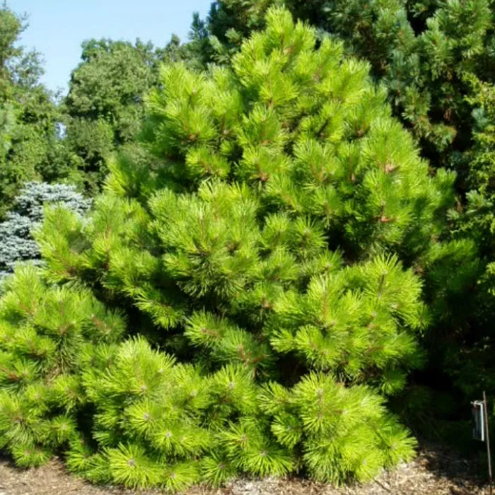 Растение сосна черная Хорнибрукиана P23 30-35 CM 