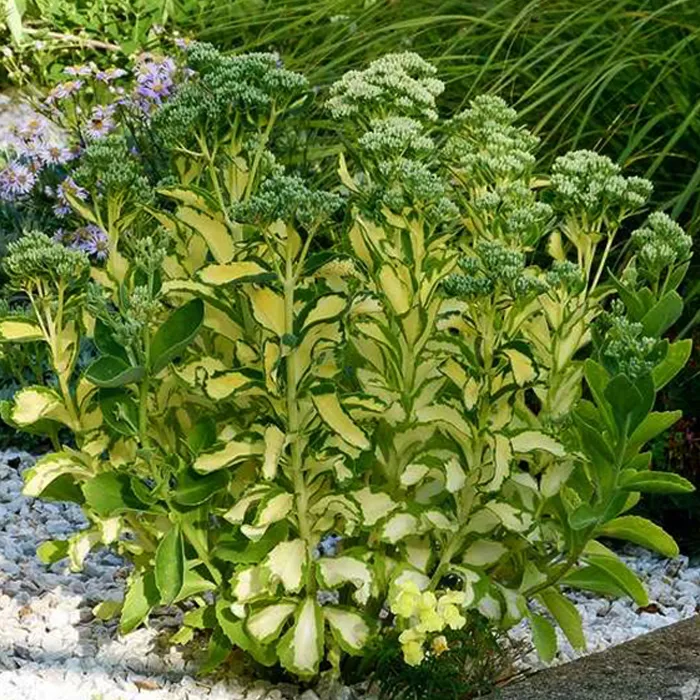 Корневище Седум Медиоваригатум, 1шт/уп 