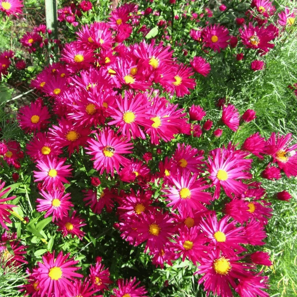 Кримсон Брокад Астра