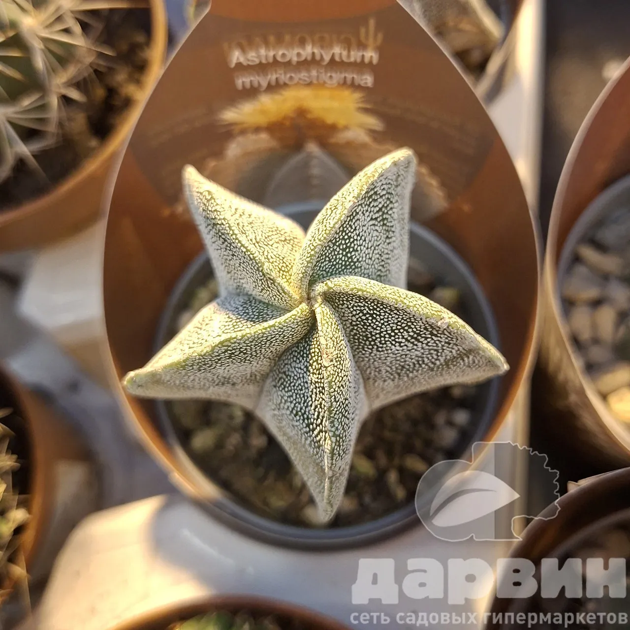 Астрофитум Мириостигма d7 h8 