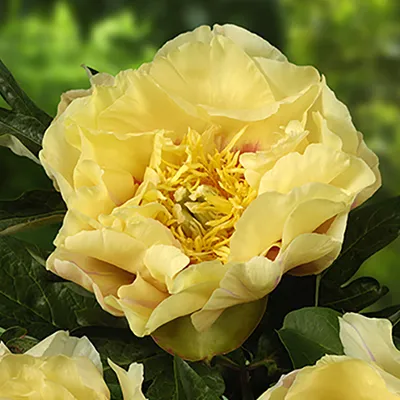 Кореневище Пион ИТО-гибрид Прейри Чарм 1шт Поиск 