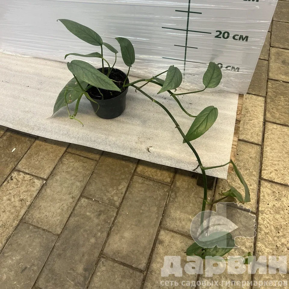 Эпипремнум Себи Блу d12 h20 