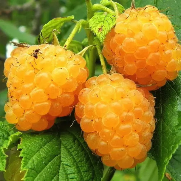 Малина Желтый пингвин, желтая 2-х летка v 2 Tim 